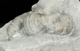 Devonian Horn Coral Cluster - New York #44616-1